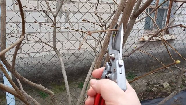 Обрезка сирени на 3х цветный штамб. Форма "фонаря". смотреть онлайн