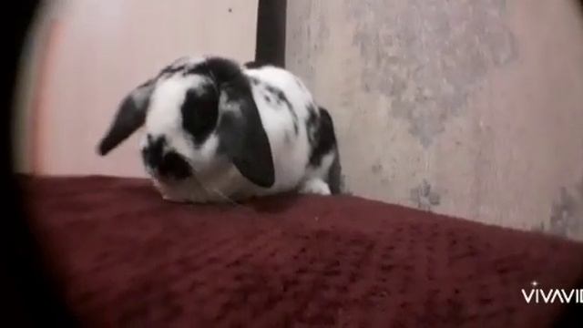 смешной кролик