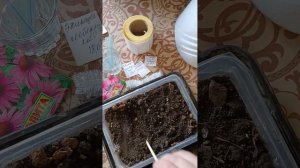 Сажаю эхинацею  семенами через рассаду🌸🌸🌸#эхинаце?