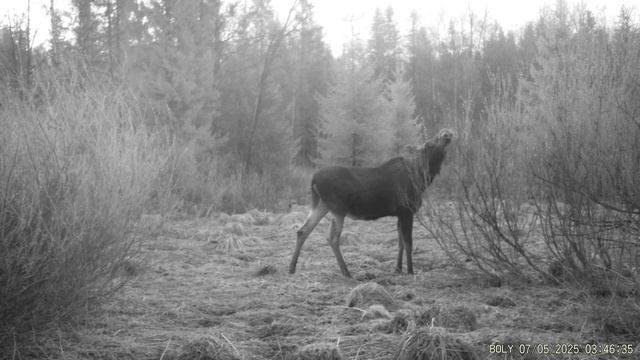 Лосиха на рассвете. смотреть онлайн