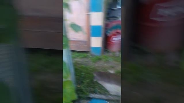 томаты краснеют//💪👍 смотреть онлайн