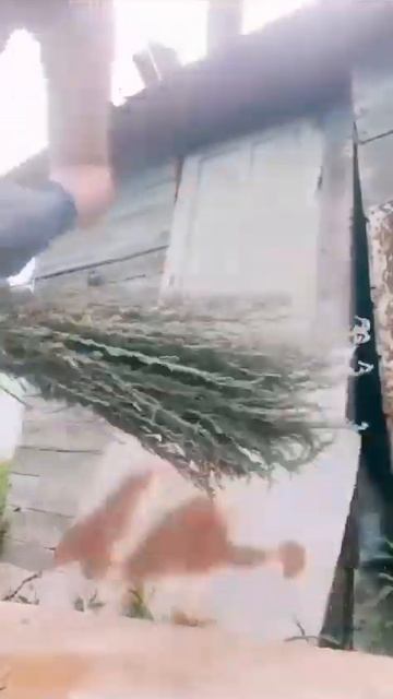 лето огород делаем веник для сарая #огород #взаимнаяпо смотреть онлайн