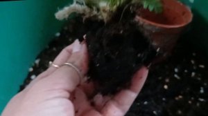 Даваллия  - пересадка 🪴 / #комнатныерастения #папоротн