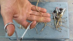 Стратификация и проращивание семян азимины.