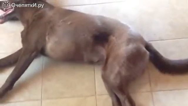 Самый лучший прикол 2017 Собака трактор смотреть онлайн