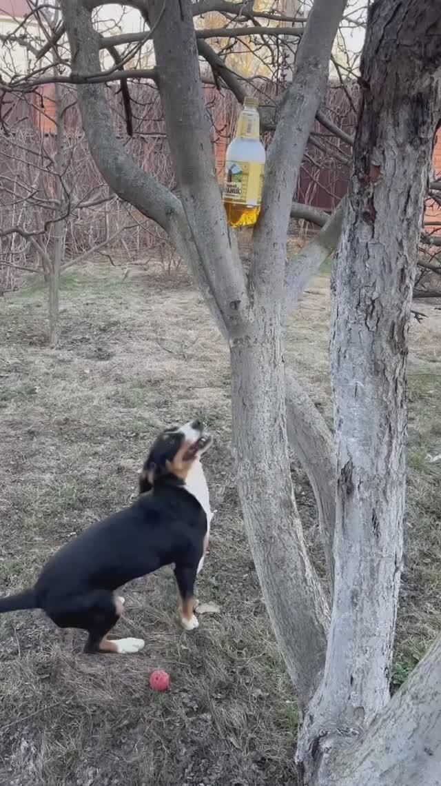 Энтлебухер охотится за пивом. смотреть онлайн