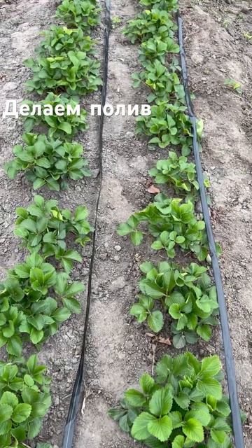 Положили капельную ленту для клубники смотреть онлайн