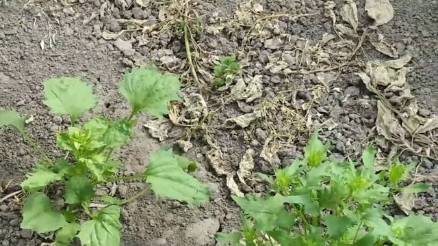 В огороде бузина... смотреть онлайн