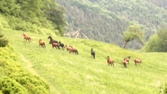 Шипот Карпаты