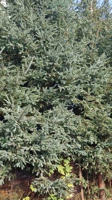 Обрезка взрослых елей ч.1 Новосибирск смотреть онлайн