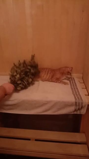 Кот Саня любит париться в сауне . смотреть онлайн