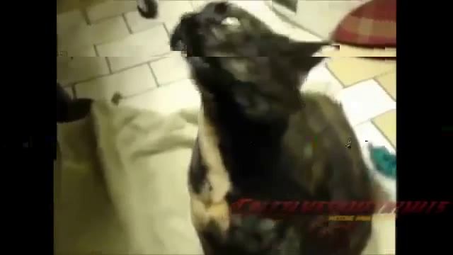 очень умные котики смотреть онлайн