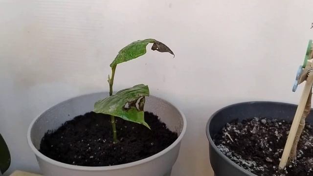 Магнолия на балконе #магнолия #магнолиянабалконе #сад смотреть онлайн