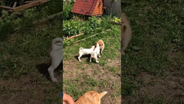 Шпиц супер мини девочка! Шикарная!!! смотреть онлайн