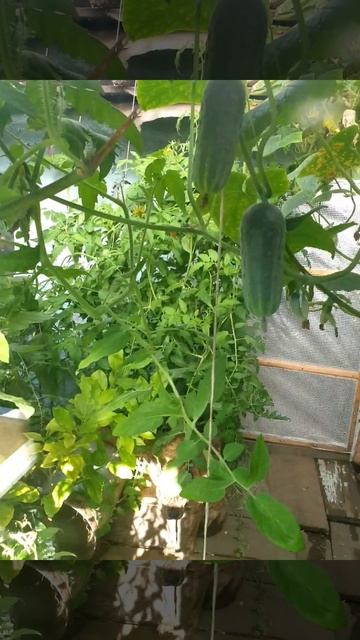 Моя собака Гера! смотреть онлайн