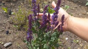 Шалфей дубравный Сальвадор Блю.