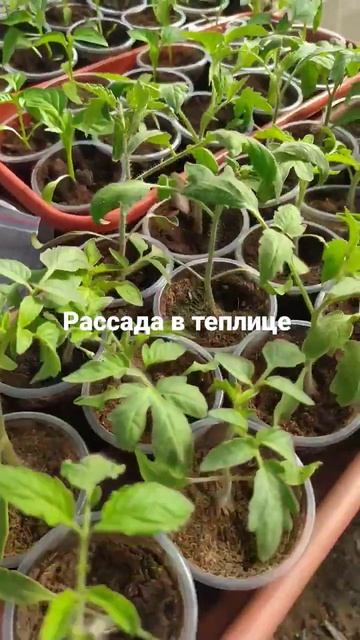 Рассада в теплице смотреть онлайн