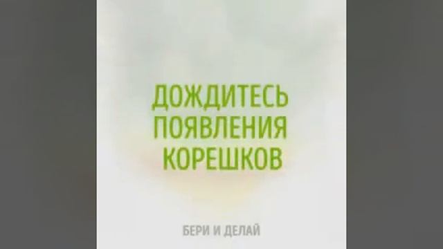 Как вырастить ананас?! Ваше личное растение!!! смотреть онлайн