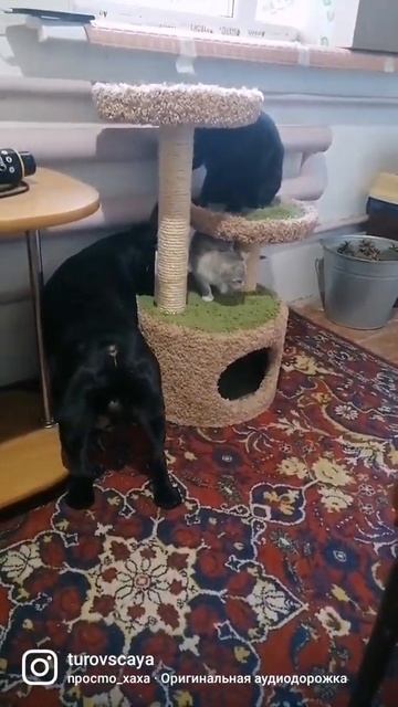 #французский бульдог#Митяй#прикольное видео#приколы#ржач смотреть онлайн