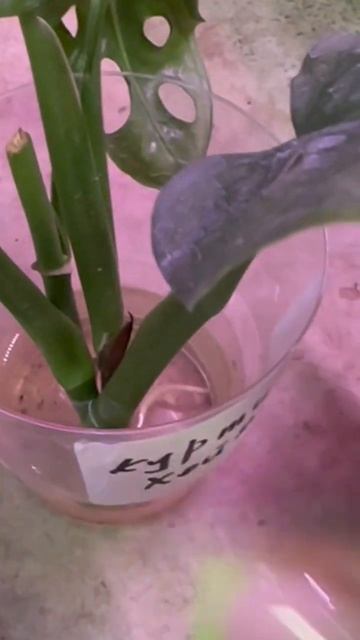 Монстера манки маск/черенкование/пересадка в грунт ⭐? смотреть онлайн