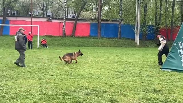 ВИВ'ЕН ЛИ - №40 / КЧК СМОЛЕНСК 1 мая`25 Е.Силаева Моно немецких овчарок