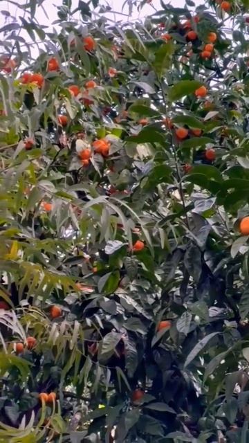 Мандариновый сад в Абхазии 😍 смотреть онлайн