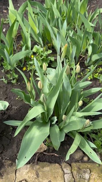 Весна -Цветы мой сад🌹#цветы#весна#сад смотреть онлайн