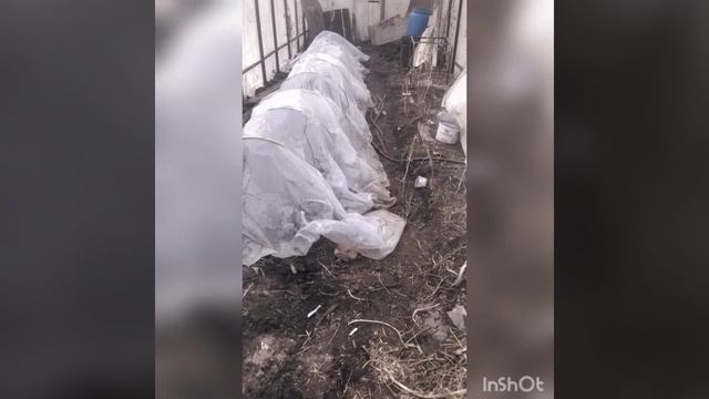 на улице заморозки , а в теплице тепло. смотреть онлайн