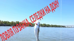 ЛОВЛЯ ПУЗАНКА, СЕЛЕДКИ НА ДОНУ, ПРИ ПОМОЩИ СПИННИНГА И САМОДУРА…