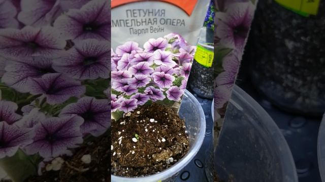 Первые январские всходы цветов #огород #bee #garden #дача #с? смотреть онлайн