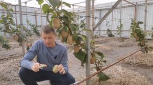 Киви Бруно. Вес зашкаливает!!!