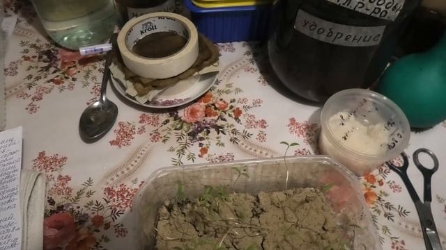 дача,концерт,подкормка рассады смотреть онлайн