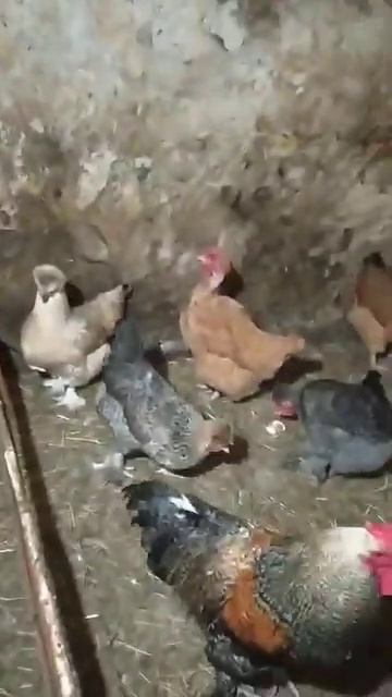 Курятник деревенский