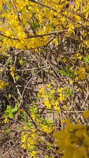 🌺🌺🌺 Форзиция‼️🌺🌺🌺 #цветы #красивыецветы #сочиц смотреть онлайн