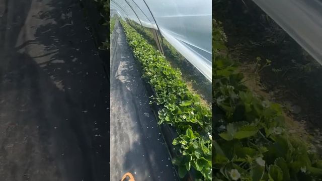 Клубника в теплице, сентябрь 2024 Ленинградская область смотреть онлайн