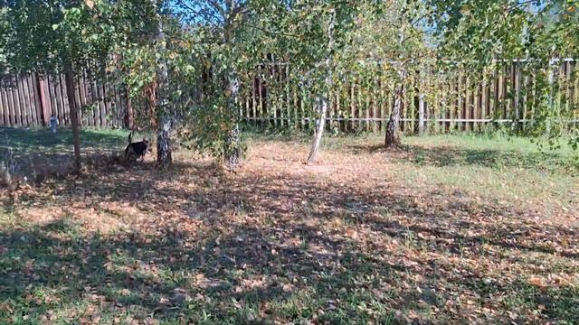 С утра на пляж, а там занято. Полив и подкормка, наконец смотреть онлайн