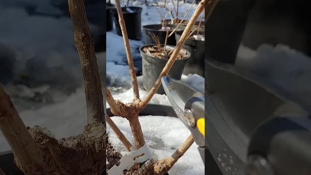 Обрезка метельчатой гортензии 