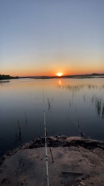 #сазан #fishing #карп #carpfishing #carp #фидер #рыбалка #flatmethod