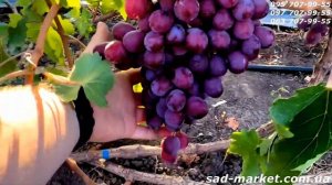 Виноград Рыночный (Ред Глоуб) - 2024, для зимнего хранени?