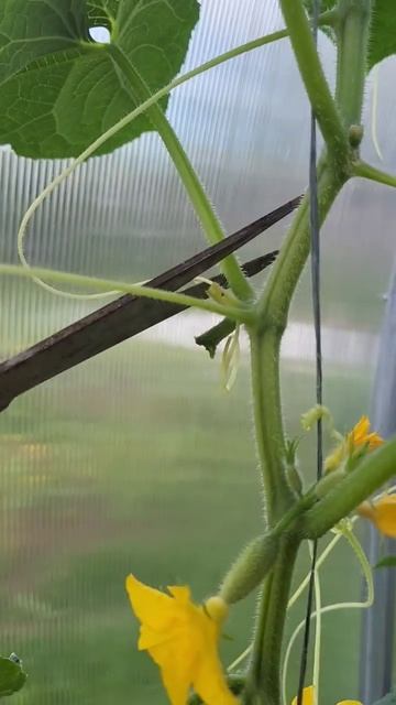 Как увеличить урожай огурцов?🥒 #садоводство смотреть онлайн