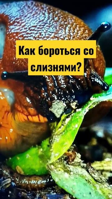 #огород #дача #сад Как бороться со слизнями в теплице? смотреть онлайн