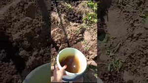 Сажаем огурцы под дуги и салат подсажу и руколу как со?