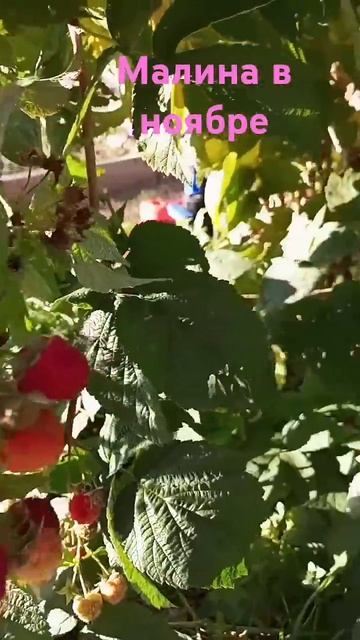 #малина #шортс #autumn #nature #raspberry #сад смотреть онлайн