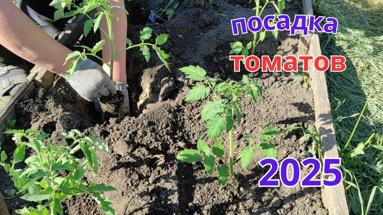 Посадка томатов. Что я ложу в лунку для хорошего урожая.