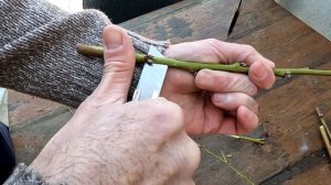 Как успешно привить персик в домашних условиях