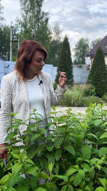 Летняя обрезка гортензии. Часть 1/2 #дача #сад #огород #gar смотреть онлайн