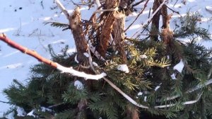 Мой способ укрытия абрикоса на зиму. Восточная Сибирь.