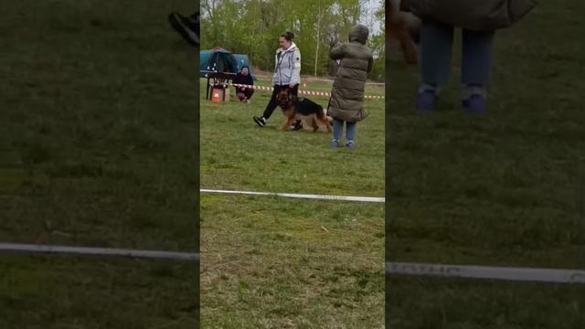 1 Оч/хор Хаус Фанни ВЕРДЖИНИЯ +++ №120 / КЧК ЧЕЛЯБИНСК 3 мая`25 I.Radulovic Моно нем.овчарок