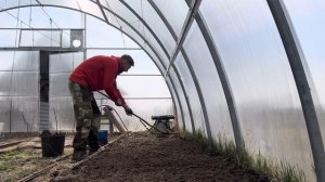 Секреты ранней высадки картошки в теплице. Как мы карт