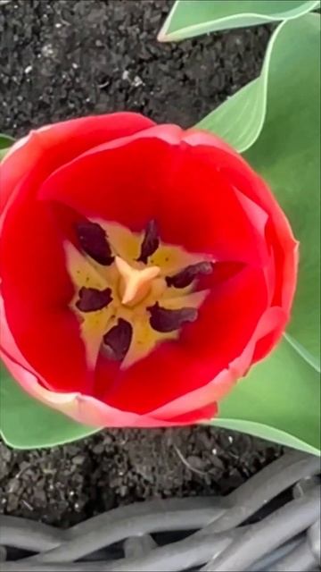 Весна 🌷 #огород #саженцы #весна #дача #распаковка #реко смотреть онлайн